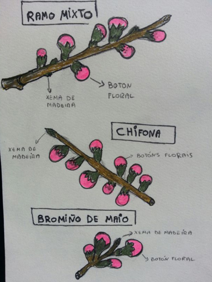 Esquema para a poda das árbores de carabuña
