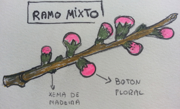 BrRamo mixto