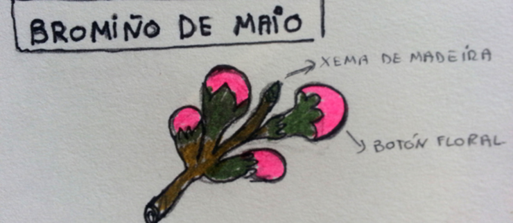 Bromiño de maio