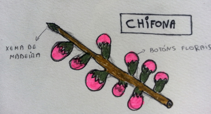 Chifona