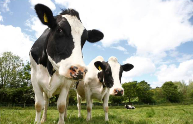 Vacas pacendo