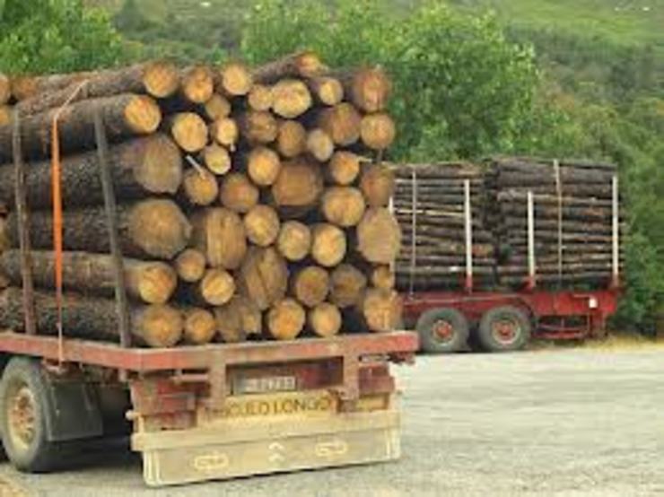 Camións trasladando madeira cortada 