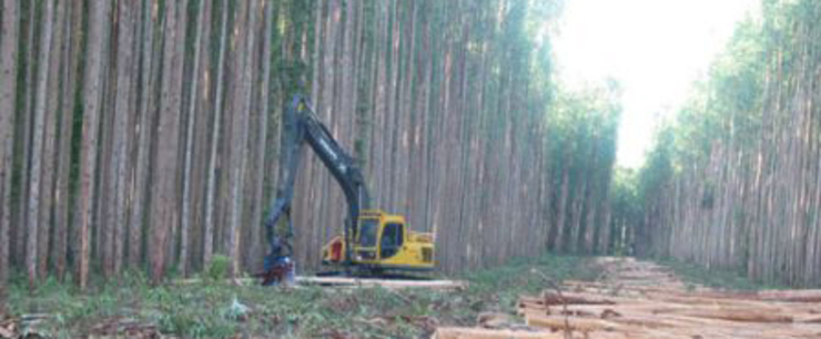 Máquina cortando eucaliptos.