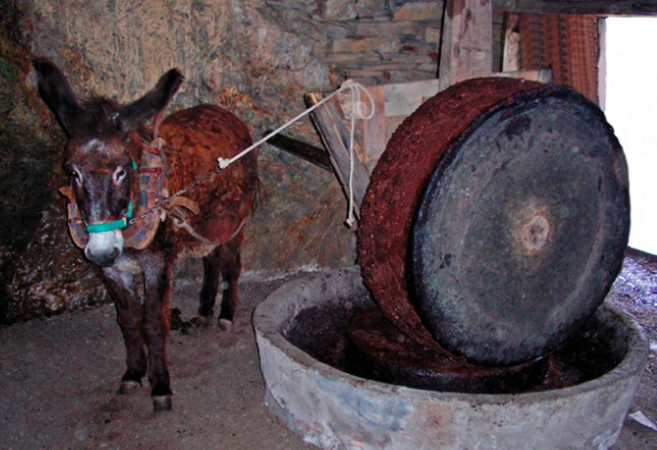 Burro tirando dun muíño de Aceite de oliveira galega en Quiroga