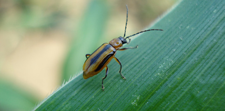 Unha persoa é trasladada ao hospital tras ser picada por un insecto / GC