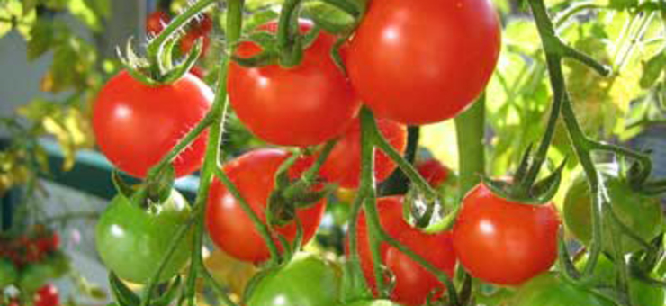 Tomates