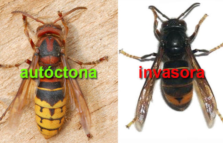 Diferencias entre a vespa galega e a vespa asiática