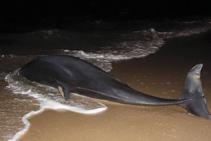 Arroaz atopado morto na praia de As Sinas, en Vilanova de Arousa. / Charo Illa Natura.