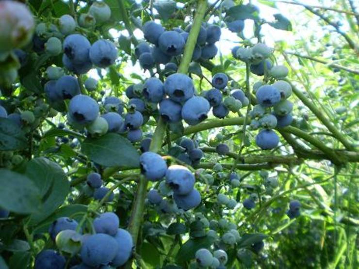 Arandeiras 