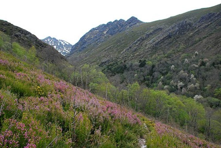 Teixedal de Casaio, o monte máis antigo de Galicia, en Pena Trevinca.
