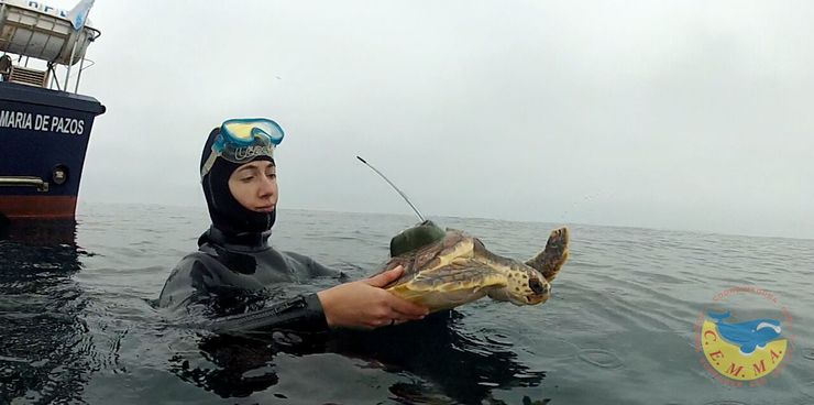 A tartaruga mariña Rostro cando foi liberada logo de máis de ano e medio de recupración nas instalacións de CEMMA