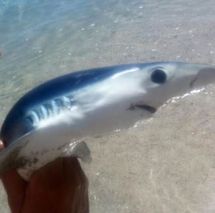  Unha cría de quenlla atopada na Costa da Morte / QPC.