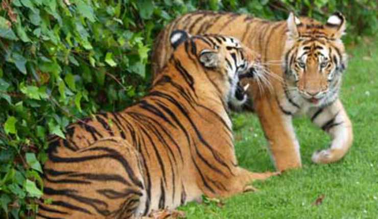 Tigres na web de Corax, a finca zoolóxica de Paderne 