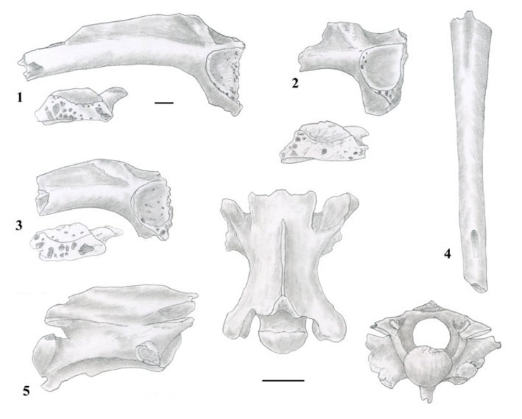Reprodución de restos de fósiles de anfibios e réptiles identificados en Cova Eirós 