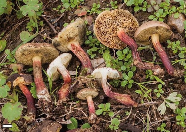 Novo fungo atopado na reserva da biosfera Terras do Miño / Deputación de Lugo - Arquivo