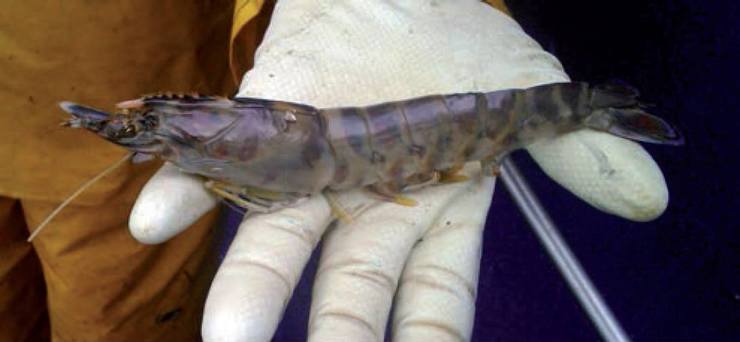 Lagostino atopado na ría de Arousa en 2014 