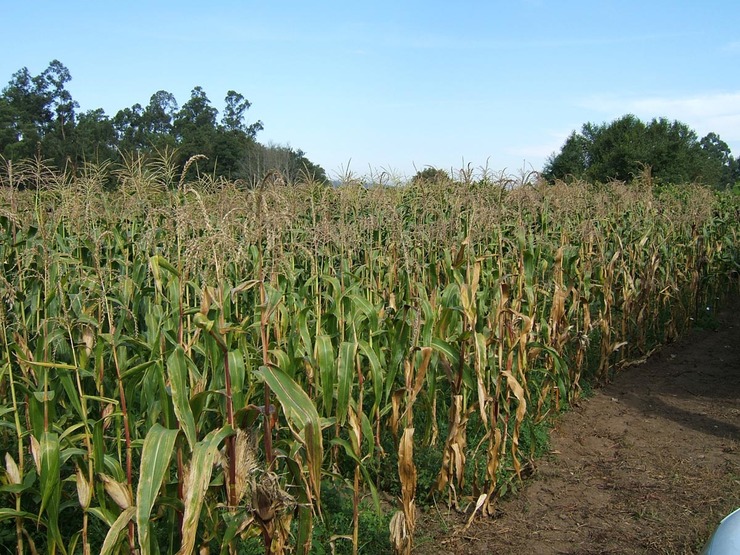 Plantación de millo / CSIC - UVigo.