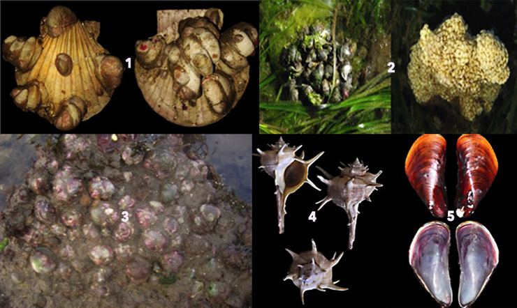 Especies invasoras de moluscos nas rías galegas: 1. Crepidula fornicata sobre vieiras; 2. Exemplares de Hexaplex trunculus realizando unha posta masiva e aspecto desta; 3. Crepipatella dilatata sobre rochas; 4. Bolinus brandaris; 5. Limnoperna securis 