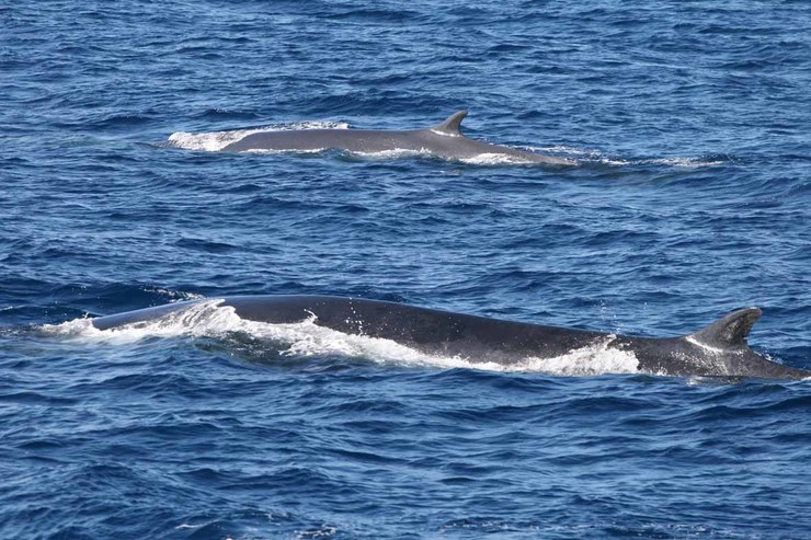 Dous exemplares de balea no Banco de Galicia / CEMMA.