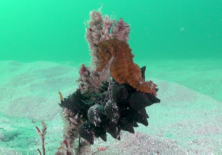 Cabaliño de mar común en augas das illas Cíes 