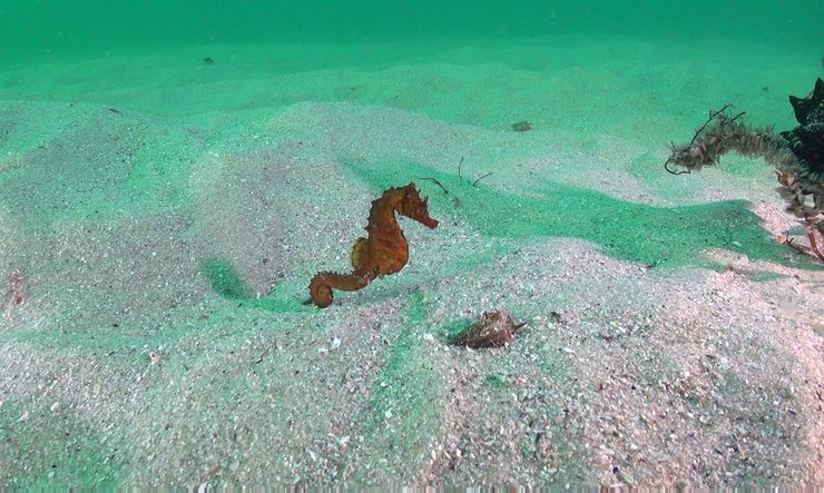 Esta é a primeira referencia documentada de cabaliños de mar nas illas Cíes 