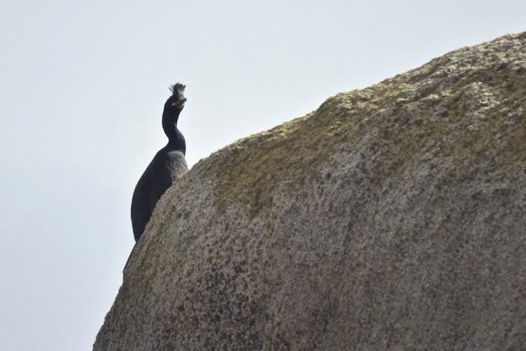 Corvo mariño cristado, unha especie ameazada 