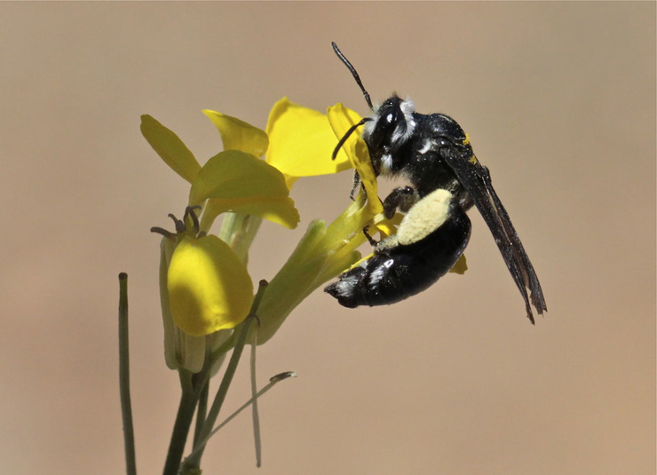 Andrena agilissima, un tipo de abella silvestre 