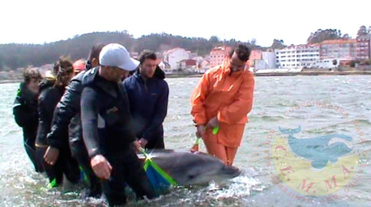 Rescate dun dos arroaces atopados na Toxa 