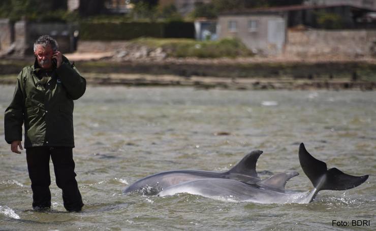 Dous arroaces identificados na Toxa 