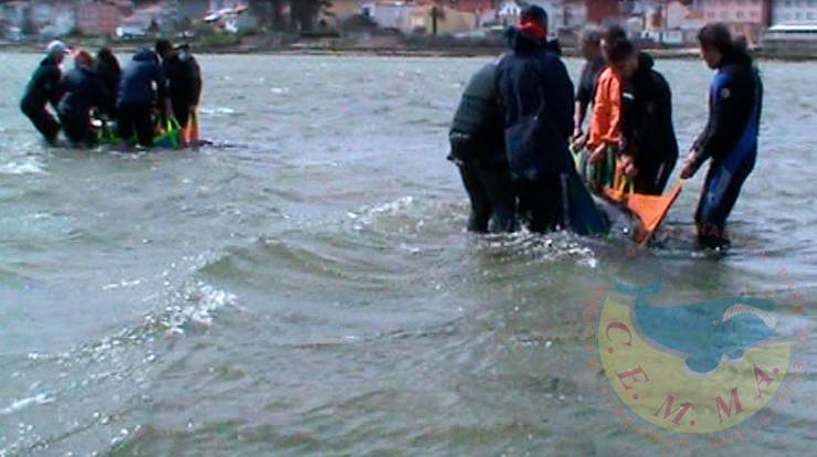 Dous equipos participaron no rescate de dous exemplares de arroaz atopados na Toxa 