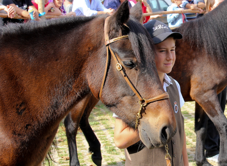 Feira cabalar de As San Lucas en Mondoñedo 