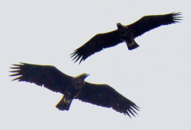 Parellas de aguias reais no Macizo Central ourensán 