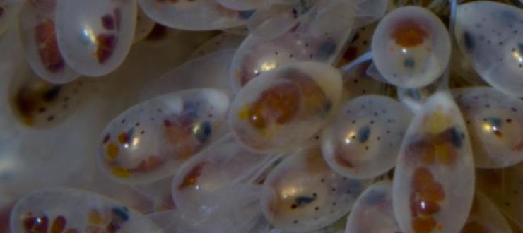 Ovos con larvas de polbo 