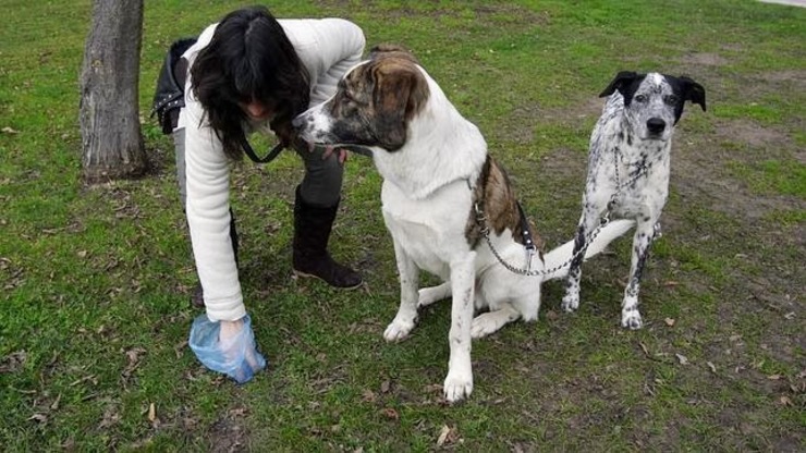 Unha muller recolle os excrementos do seu can / facilisimo.com