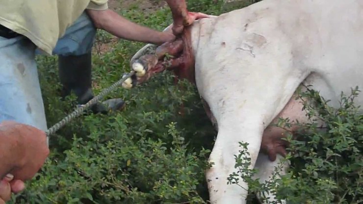 Vaca parindo 