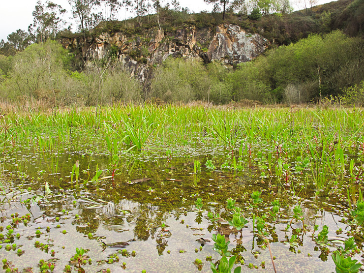 Espazo para a microrreserva de anfibios do Catorce, situado na aba oeste do monte de Pedra Partida / Fundación Fragas do Mandeo.