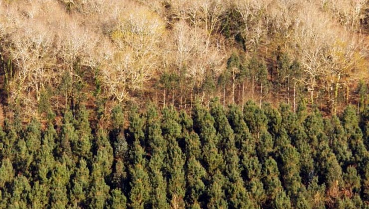 Unha plantación de piñeiros ameaza outra de frondosas 