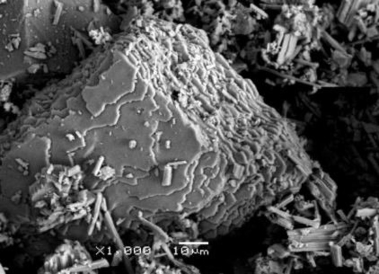 Microfotografía de microscopía electrónica de barrido dunha mostra de cuncha de mexillón analizada 