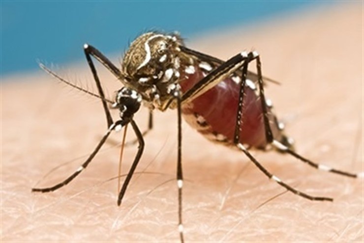 Mosquito Aedes Aegypti que transmite o virus do zika / EP.
