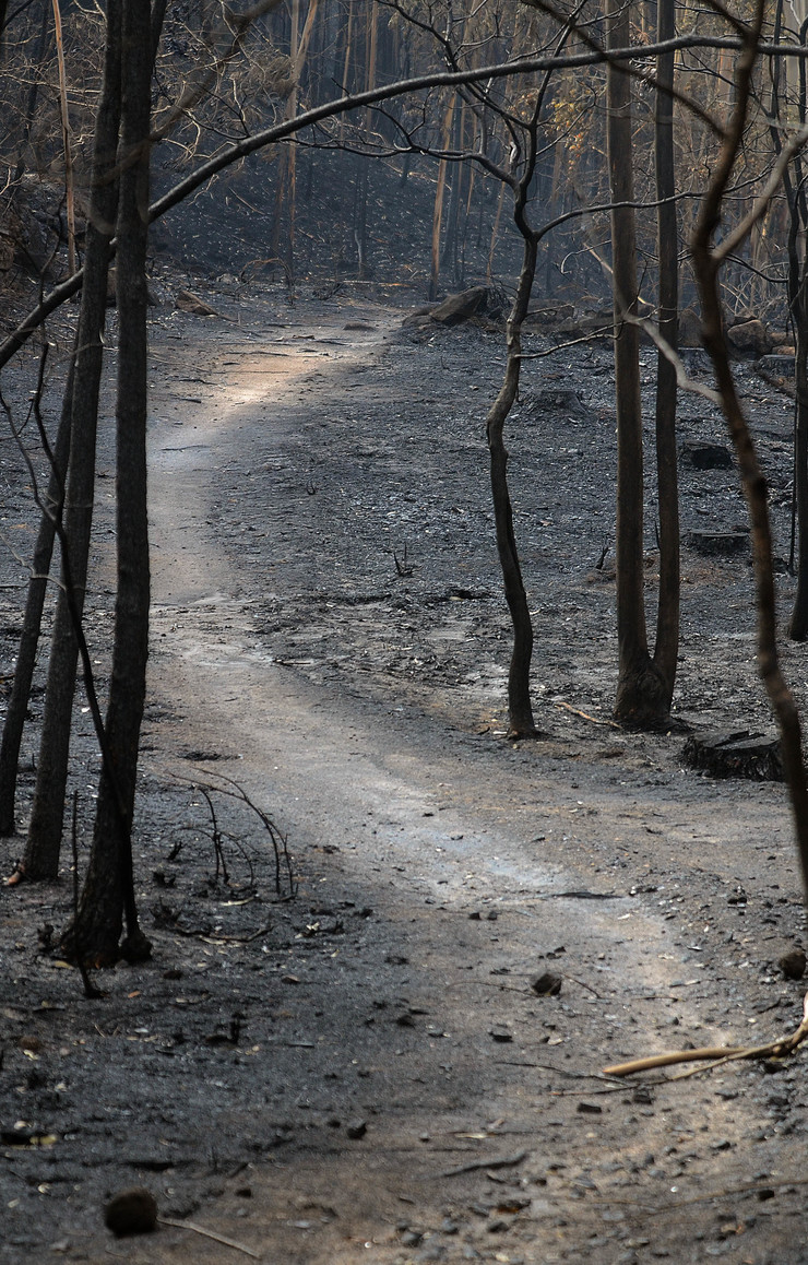 Bosque calcinado en Chandebrito (Nigrán), onde morreron dúas persoas, tras os devastadores lumes que arrasaron a zona e boa parte de Galicia en pleno outubro 