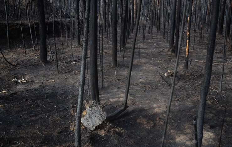 Bosque totalmente calcinado en Ribarteme (As Neves), tras os devastadores lumes que arrasaron a zona e boa parte de Galicia en pleno outubro de 2017 