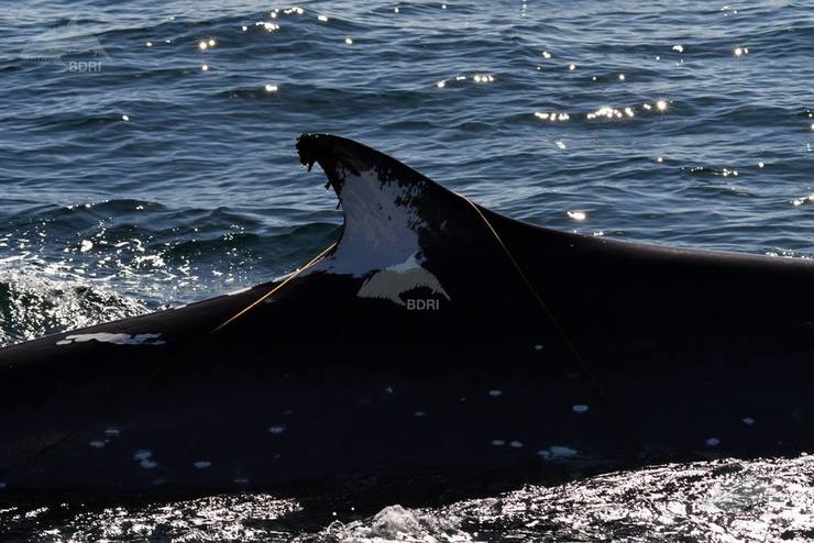 Exemplar de rorcual común (Balaenoptera physalus) con vitilixe 