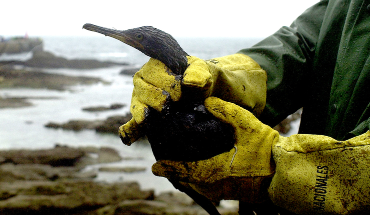 Voluntarios recollen nas praias aves afectadas polo chapapote do 'Prestige' 