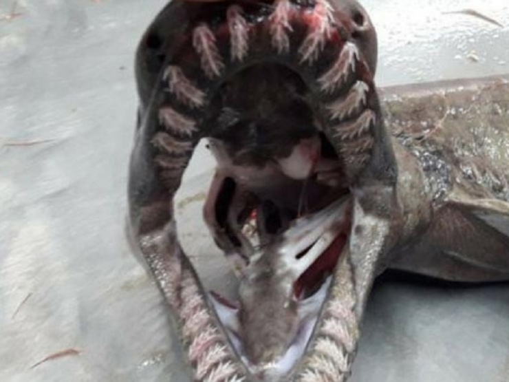 Exemplar de tiburón anguía capturado en Portugal.