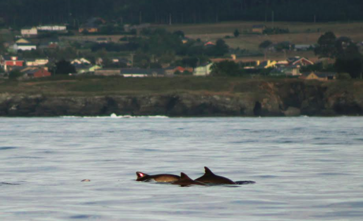 Toniñas na costa galega 