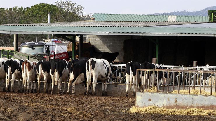 Animal comiendo, animales, vaca, vacas, pastar, pasto, ganaderos 