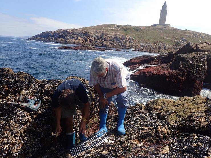 Investigadores estudan o percebe na Coruña / UVigo.