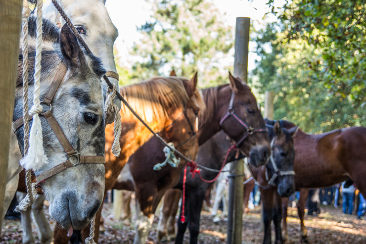 Cabalos. Foto: Xaime Cortizo