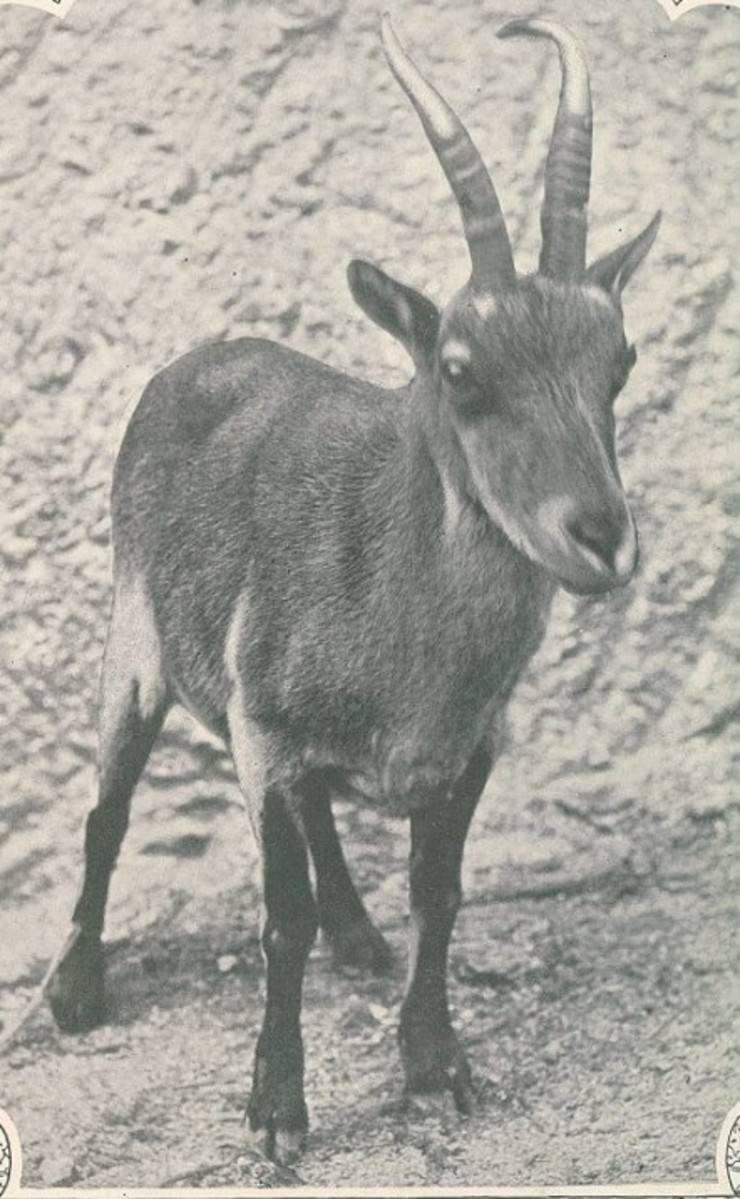 O último exemplar coñecido de cabra montesa galega