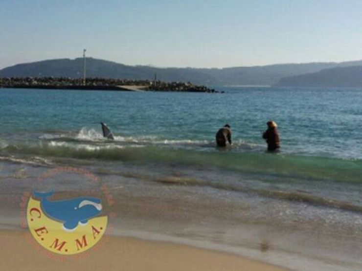 Operación de rescate dunha cría de balea común varada na praia de Bares 